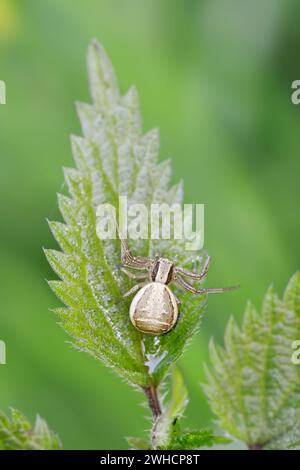 Araignée de crabe brun ou araignée de crabe de brousse (Xysticus cristatus), femelle, Rhénanie du Nord-Westphalie, Allemagne Banque D'Images