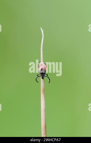 Tique ou tique commune des bois (Ixodes ricinus), femelle, Rhénanie du Nord-Westphalie, Allemagne Banque D'Images