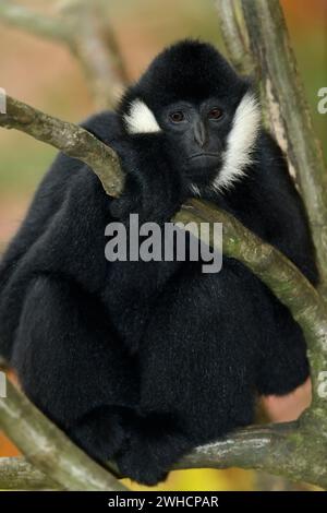 Gibbon à crête à joues blanches du Nord (Nomascus leucogenys), mâle Banque D'Images