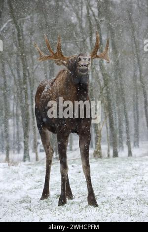 Wapitis d'Europe (Alces alces alces), wapitis boeuf en hiver Banque D'Images