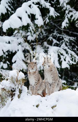 Le lynx eurasien (Lynx lynx) en hiver Banque D'Images