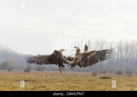 Aigle à queue blanche Haliaeetus albicilla, adulte et juvénile combattant, Hortobagy, Hongrie, février Banque D'Images