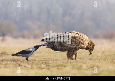 Corneille à capuchon Corvus cornix, adulte tirant à la queue de l'aigle à queue blanche Haliaeetus albicilla, juvénile, Hortobagy, Hongrie, février Banque D'Images