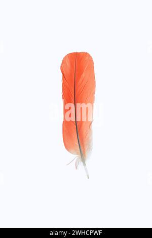 Ibis écarlate ou Ibis rouge (Eudocimus ruber), plume Banque D'Images