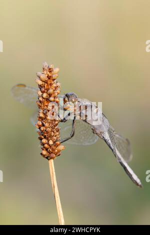 Petite flèche bleue (Orthetrum coerulescens), mâle, Rhénanie du Nord-Westphalie, Allemagne Banque D'Images