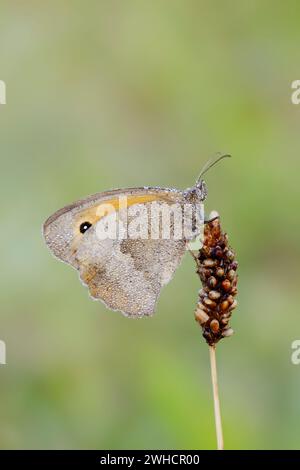 Gros bœuf (Maniola jurtina) avec gouttes de rosée, Rhénanie du Nord-Westphalie, Allemagne Banque D'Images