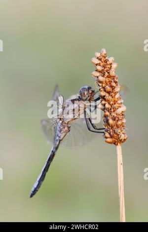 Petite flèche bleue (Orthetrum coerulescens), mâle, Rhénanie du Nord-Westphalie, Allemagne Banque D'Images