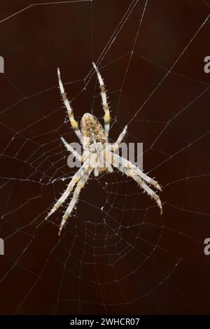 Araignée de jardin (Araneus diadematus), femelle en toile, Rhénanie du Nord-Westphalie, Allemagne Banque D'Images