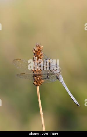 Petite flèche bleue (Orthetrum coerulescens), mâle, Rhénanie du Nord-Westphalie, Allemagne Banque D'Images