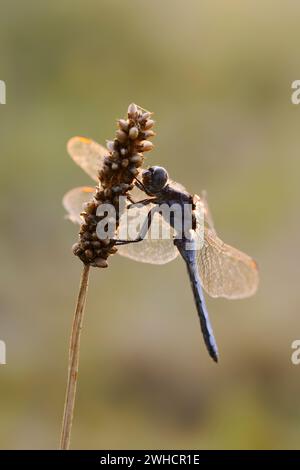 Petite flèche bleue (Orthetrum coerulescens), mâle contre la lumière, Rhénanie du Nord-Westphalie, Allemagne Banque D'Images