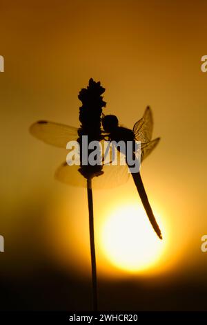 Petite flèche bleue (Orthetrum coerulescens), mâle au lever du soleil, Rhénanie du Nord-Westphalie, Allemagne Banque D'Images