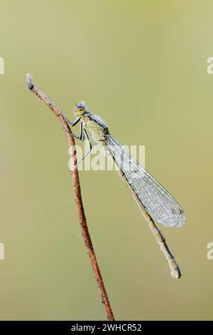 Grande damoiselle (Ischnura elegans), femelle avec gouttes de rosée, Rhénanie du Nord-Westphalie, Allemagne Banque D'Images