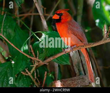 Cardinal du Nord mâle (Cardinalis cardinalis), oiseau chansonnier de taille moyenne commun dans l'est de l'Amérique du Nord, aux Bermudes, dans l'Atlantique et en Amérique du Nord Banque D'Images