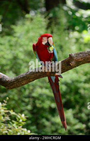 Ara chloropterus, Ara chloroptera (Ara chloropterus, Ara chloroptera) Banque D'Images