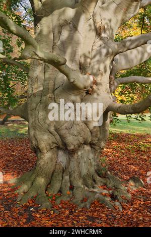 Hêtre européen (Fagus sylvatica) en automne, Rhénanie du Nord-Westphalie, Allemagne Banque D'Images