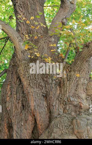 Chaux à petites feuilles (Tilia platyphyllos), Saxe, Allemagne Banque D'Images