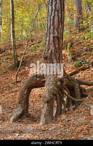 PIN sylvestre (Pinus sylvestris), tronc et racines, Suisse saxonne, montagnes de grès de l'Elbe, Saxe, Allemagne Banque D'Images