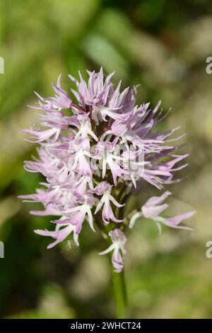 Orchidée italienne (Orchis italica), Majorque, Îles Baléares, Espagne Banque D'Images