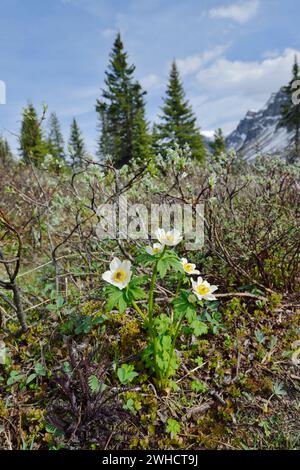 Fleur de pasque de l'Ouest (Anemone occidentalis), Parc national Banff, Alberta, Canada Banque D'Images