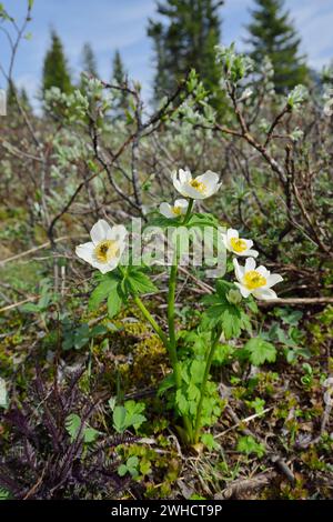 Fleur de pasque de l'Ouest (Anemone occidentalis), Parc national Banff, Alberta, Canada Banque D'Images