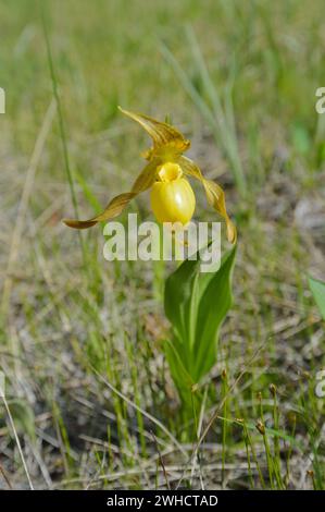 Pantoufle de dame (Cypripedium parviflorum var. Pubescens), Parc national Jasper, Alberta, Canada Banque D'Images