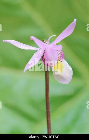 Norne (Calypso bulbosa var. americana), fleur, parc national Jasper, Alberta, Canada Banque D'Images