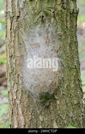 Teigne processionnaire du chêne (Thaumetopoea processionea), nid de toile sur tronc d'arbre, Rhénanie du Nord-Westphalie, Allemagne Banque D'Images