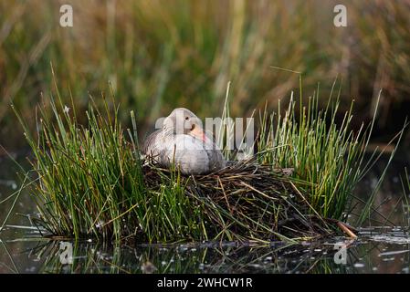 Oies de Greylag (Anser anser) reproduisant sur le nid, Rhénanie du Nord-Westphalie, Allemagne Banque D'Images