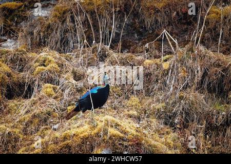 Himalaya Monal, Lophophorus impejanus, mâle, Sikkim, Inde Banque D'Images