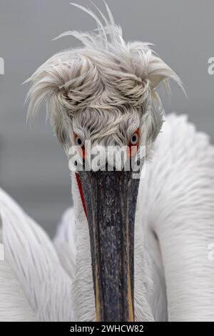 Pélican dalmatien (Pelecanus crispus), portrait, lac Kerkini, Grèce Banque D'Images