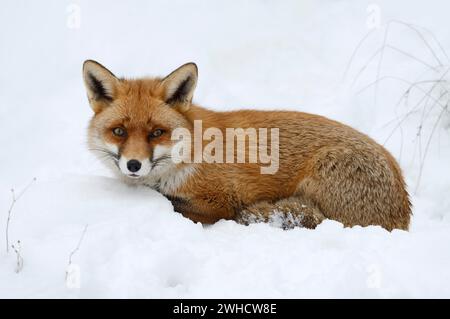 Renard roux (Vulpes vulpes) en hiver, Bavière, Allemagne Banque D'Images