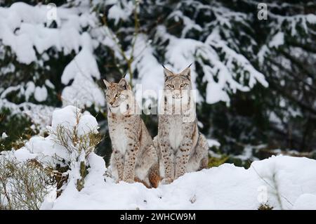 Le lynx eurasien (Lynx lynx) en hiver Banque D'Images