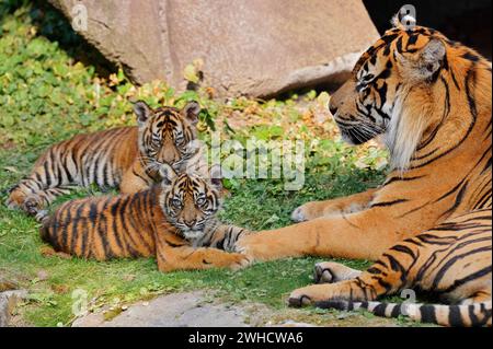 Tigre de Sumatra (Panthera tigris sumatrae), mâle avec oursons, présent sur Sumatra Banque D'Images