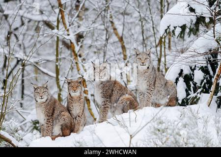 Lynx eurasien (Lynx lynx), famille lynx en hiver Banque D'Images