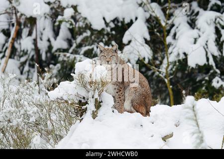 Le lynx eurasien (Lynx lynx) en hiver Banque D'Images