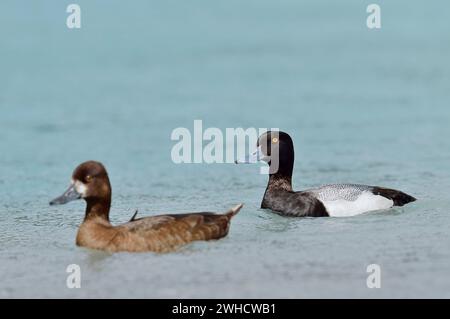 Scaup (Aythya marila), mâle et femelle, Parc national Banff, Alberta, Canada Banque D'Images