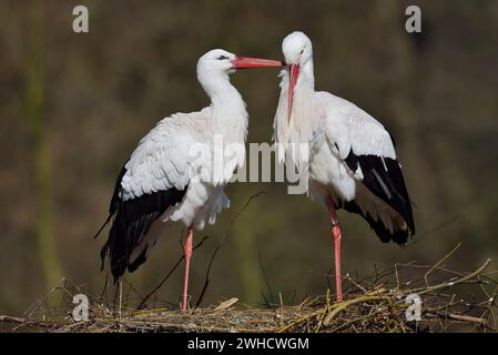 Cigogne blanche (Ciconia ciconia), paire sur le nid au printemps, Rhénanie du Nord-Westphalie, Allemagne Banque D'Images