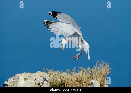 Goéland argenté (Larus argentatus) atterrissant sur un rocher, Normandie, France Banque D'Images