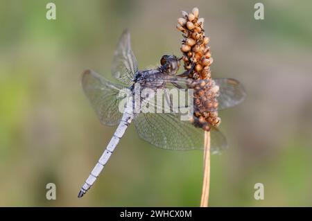 Petite flèche bleue (Orthetrum coerulescens), mâle, Rhénanie du Nord-Westphalie, Allemagne Banque D'Images