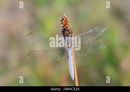 Petite flèche bleue (Orthetrum coerulescens), mâle, Rhénanie du Nord-Westphalie, Allemagne Banque D'Images