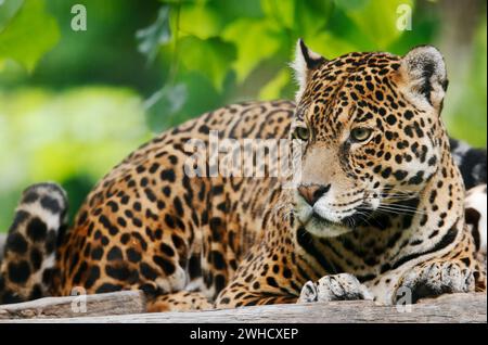 Jaguar (Panthera onca) Banque D'Images