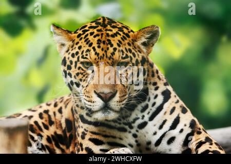 Jaguar (Panthera ONCA), portrait, féminin, survenant en Amérique centrale et en Amérique du Sud Banque D'Images