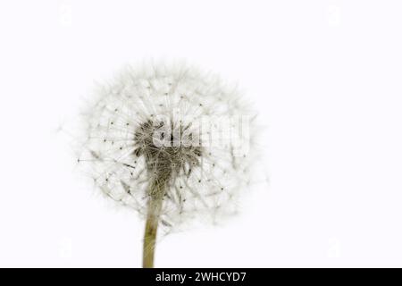 Pissenlit commun (Taraxacum sect. Ruderalia), le pissenlit Banque D'Images