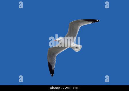 Mouette d'Audouin (Ichthyaetus audouinii, Larus audouinii) volant, Majorque, Îles Baléares, Espagne Banque D'Images