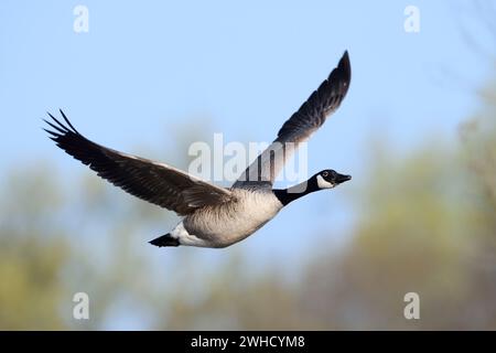 Oie du Canada (Branta canadensis), volante, Rhénanie du Nord-Westphalie, Allemagne Banque D'Images