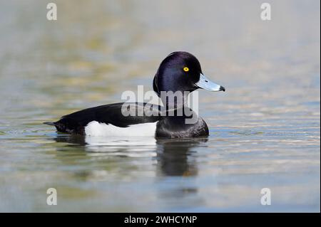 Canard touffeté (Aythya fuligula), drake, Rhénanie du Nord-Westphalie, Allemagne Banque D'Images