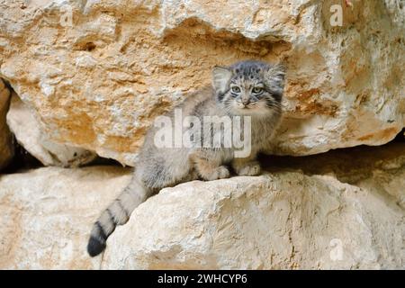 Manul ou chat de Pallas (Otocolobus manul, Felis manul), jeune animal, occurrence en Asie Banque D'Images