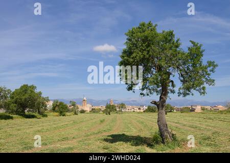 Amandier (Prunus dulcis) devant le moulin à vent et l'église San Pedro y Pablo, Algaida, Majorque, Îles Baléares, Espagne Banque D'Images