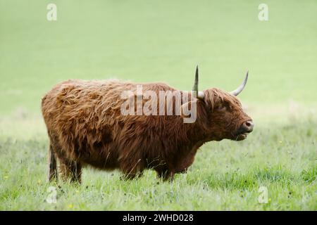 Bovins écossais des Highlands (Bos primigenius taurus) en pâturage, Rhénanie du Nord-Westphalie, Allemagne Banque D'Images