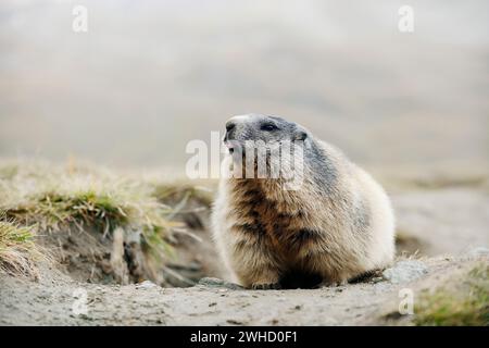 Marmotte alpine (Marmota marmota) au terrier, parc national de Hohe Tauern, Autriche Banque D'Images